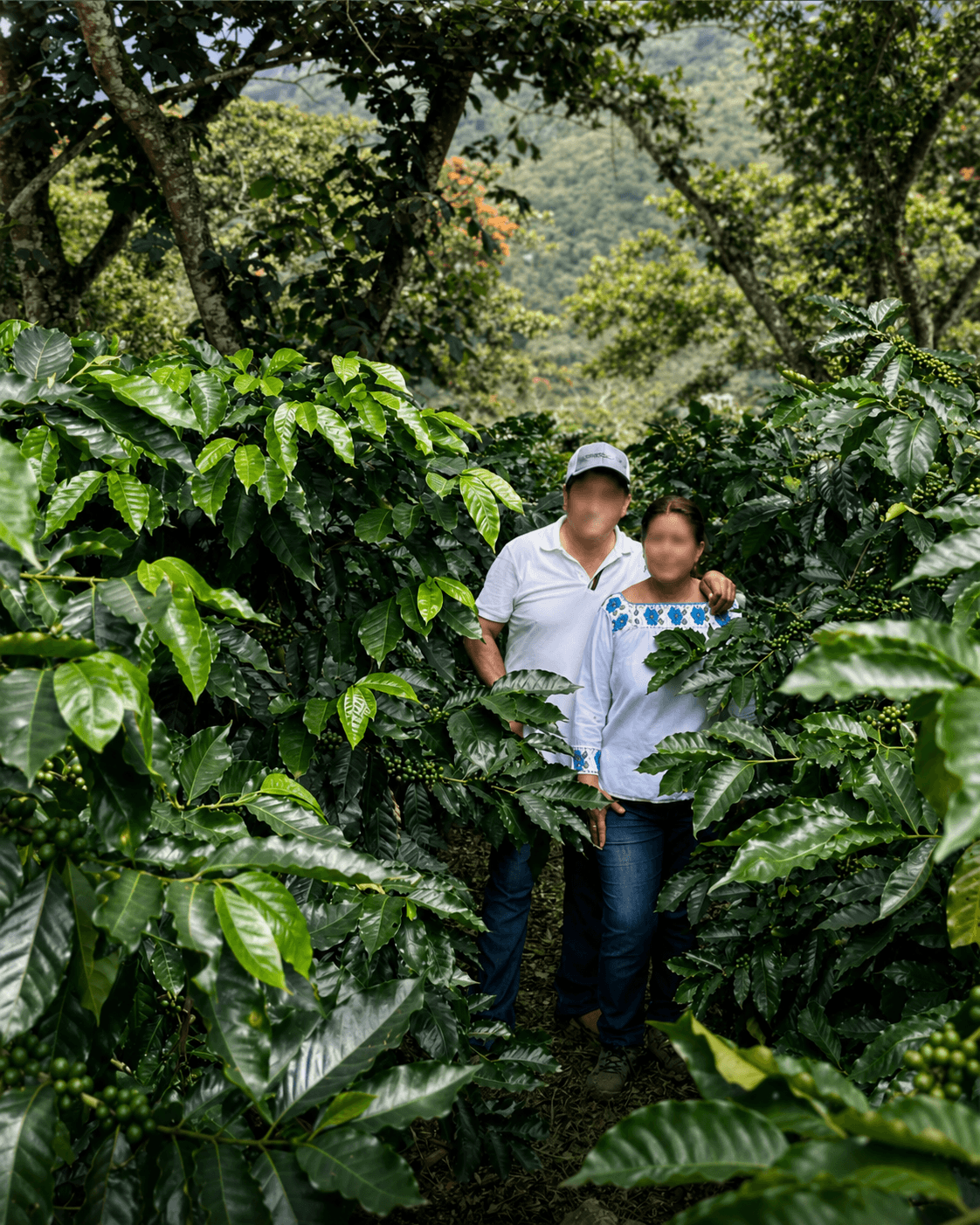 Productores en plantación de café