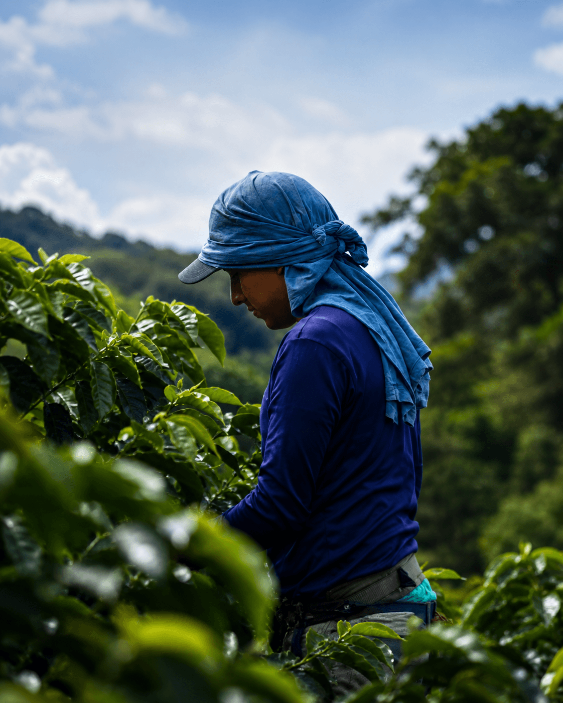 Trabajo de campo en finca cafetalera
